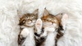 Gray Striped Kittens Sleeping. Kitty Sleeping on a Fur White Blanket. Baby Cat Sleeping. Concept of Adorable Cat Pets. Royalty Free Stock Photo