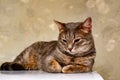 A gray striped kitty poses for the camera!