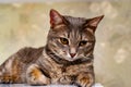 A gray striped kitty poses for the camera!