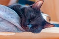 A gray striped kitty poses for the camera!