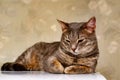 A gray striped kitty poses for the camera!