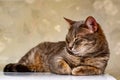 A gray striped kitty poses for the camera!