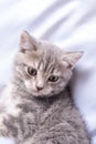 A gray striped little kitten lies on a white blanket. The kitten is resting after playing. Portrait of beautiful gray Royalty Free Stock Photo