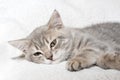 A gray striped little kitten lies on a white blanket. The kitten is resting after playing. Portrait of beautiful gray Royalty Free Stock Photo