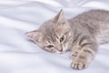 A gray striped little kitten lies on a white blanket. The kitten is resting after playing. Portrait of beautiful gray Royalty Free Stock Photo