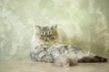 Gray striped persian cat lying on a floor Royalty Free Stock Photo