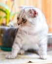 Gray striped scottish fold kitten