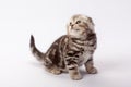 A gray striped scottish fold kitten