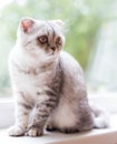 Gray striped scottish fold kitten on windowsill