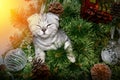 Gray striped skottish fold cat hiding in the branches of a pine tree Royalty Free Stock Photo