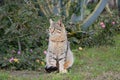 Gray striped stray cat sits on the lawn against the backdrop of agave and flowering bushes