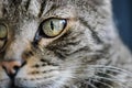 Gray striped tabby cat, closeup detail on his green eye Royalty Free Stock Photo