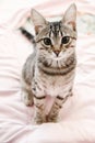 Gray striped tabby kitten playing on the bed. Young short-haired cat lying on a pink plaid. Royalty Free Stock Photo