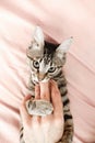 Gray striped tabby kitten playing on the bed. Young short-haired cat lying on a pink plaid. Royalty Free Stock Photo