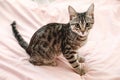 Gray striped tabby kitten playing on the bed. Young short-haired cat lying on a pink plaid. Royalty Free Stock Photo