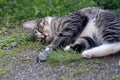 Gray striped young cat lies in the yard with a caught mouse Royalty Free Stock Photo
