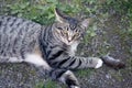 Gray striped young cat lies in the yard with a caught mouse Royalty Free Stock Photo