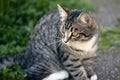 Gray striped young cat is looking closely at something in the yard Royalty Free Stock Photo