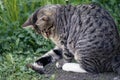 Gray striped young cat is playing in the yard with a caught mouse Royalty Free Stock Photo