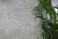 Gray stucco wall background with green palm leaves Royalty Free Stock Photo