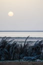 Gray sunset over Atlantic ocean and dark palm leaf hedge in Banc d`Arguin National Park, Mauritania, Africa