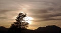 A gray sunset with a tree silhouetted