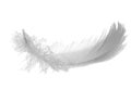 Gray swan feather Royalty Free Stock Photo