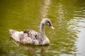 Gray swan swimming and diving in lagoon Royalty Free Stock Photo