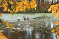 Gray swans on the pond in autumn, swans on the lake Royalty Free Stock Photo