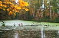 Gray swans on the pond in autumn, swans on the lake Royalty Free Stock Photo