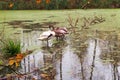 Gray swans on the pond in autumn, swans on the lake Royalty Free Stock Photo