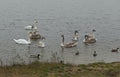 Gray Swans On The Pond In Autumn. Royalty Free Stock Photo