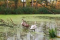 Gray swans on the pond in autumn, swans on the lake Royalty Free Stock Photo