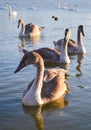 Gray swans on a pond at evening sunse Royalty Free Stock Photo