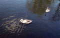 Gray swans in a pond. Royalty Free Stock Photo