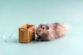 Gray Syrian hamster lies on his stomach next to a small paper bag