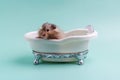 Gray Syrian hamster sitting in a white toy bath