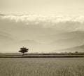 Gray sytle Paddy Rice Field