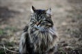 Gray tabbed beautiful feline cat Royalty Free Stock Photo