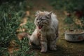 Gray tabbed beautiful feline domestic cat Royalty Free Stock Photo