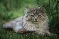 Gray tabbed beautiful feline domestic cat Royalty Free Stock Photo