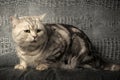 Gray tabby british cat