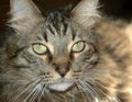 Gray Tabby Cat 7283 Royalty Free Stock Photo