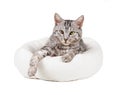 gray tabby cat in a bed, looking straight, isolated on white background Royalty Free Stock Photo