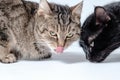 The gray tabby cat and black cat after eating. Royalty Free Stock Photo