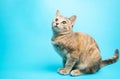Gray tabby cat on a blue background looks up. Animal portrait. Pet. Place for text. Copy space
