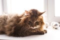 Gray cat of british breed sitting on a white windowsill Royalty Free Stock Photo