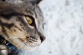 Gray tabby cat close up Royalty Free Stock Photo