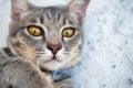 Gray tabby cat close up Royalty Free Stock Photo