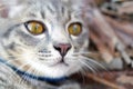 Gray tabby cat close up Royalty Free Stock Photo
